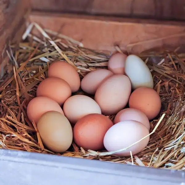 Farm Fresh Free-Range Eggs (Local Pickup Only)